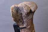 Huge, Adult Hadrosaur (Hypacrosaurus) Tibia Bone - Montana #245513-7